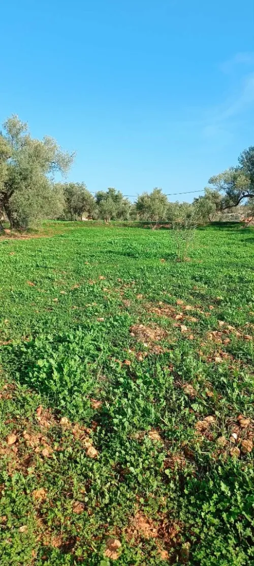 Vente Terrain Béjaïa Seddouk