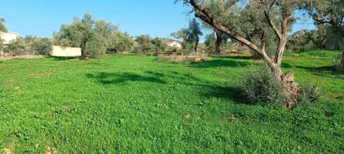Vente Terrain Béjaïa Seddouk