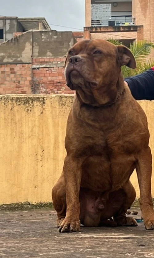 Un pitbull en bonne santé un chien de garde