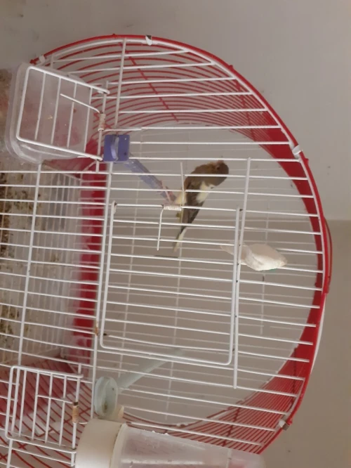 Canari 