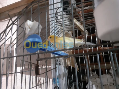 Canari 