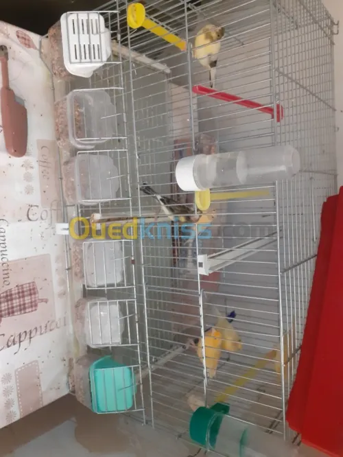 Canari