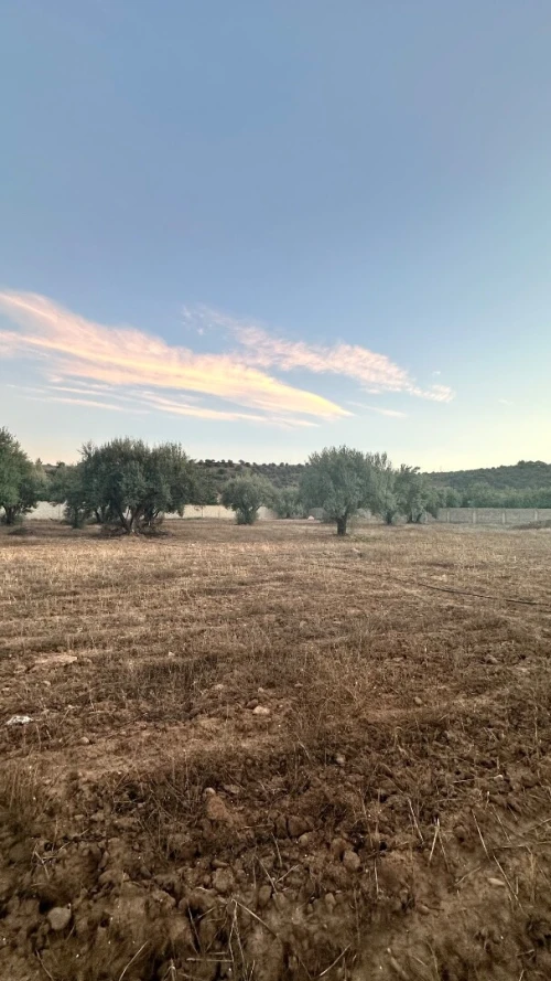 Vente Terrain Agricole Bouira Mchedallah