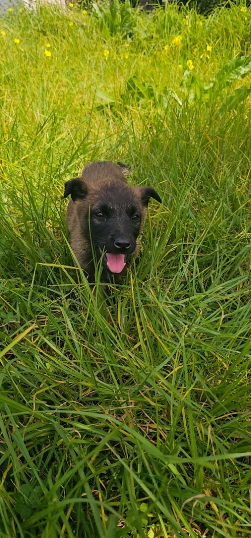 Berger malinois