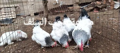 مربي دجاج الزينة 