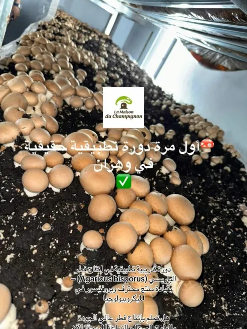 Fomation de production champignon parisien دورة لإنتاج الفطر 