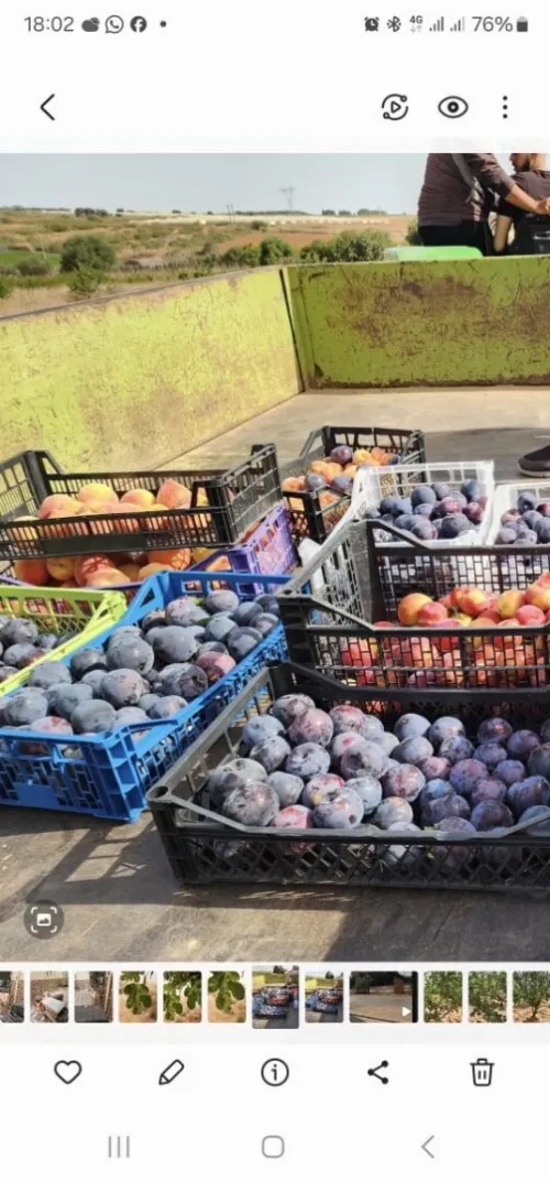 شتلات الرمان و برقوق plants de prune et grenade
