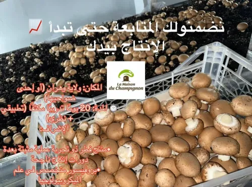 Fomation de production champignon parisien دورة لإنتاج الفطر 