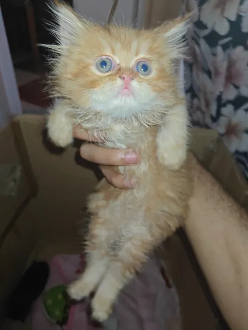 Chat Persan âge 3 mois