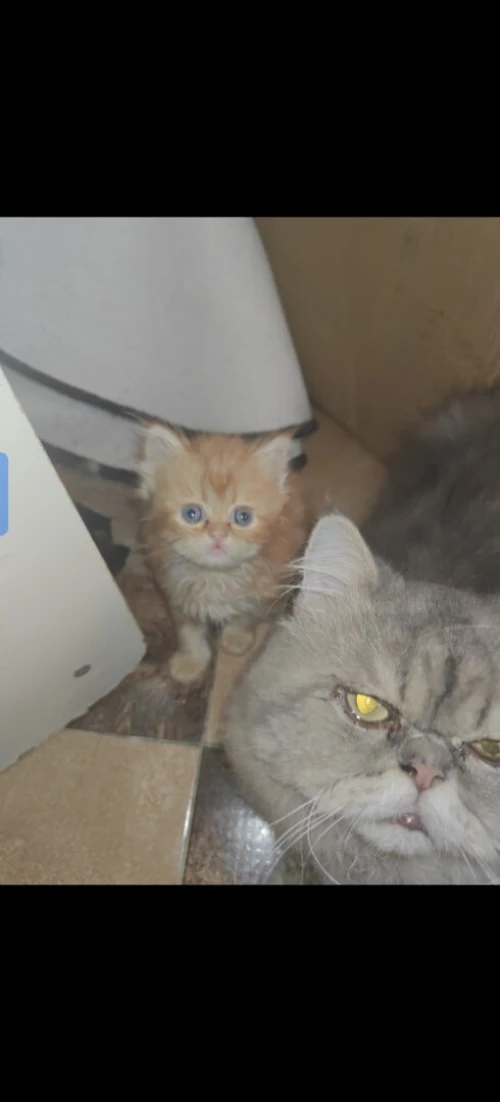 Chat Persan âge 3 mois