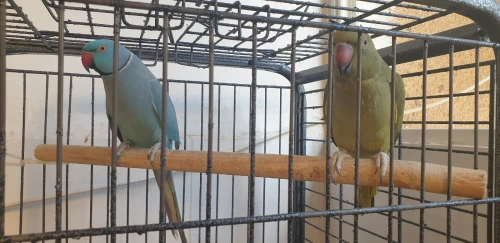 2 Perruche a collier + Cage + Nouriture