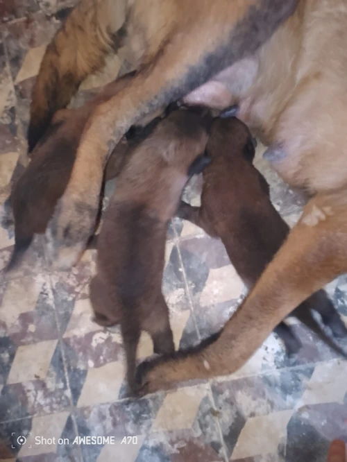 Malinois 
