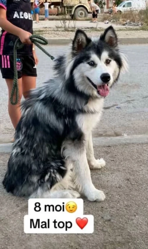  Chien Malamute ALASKA