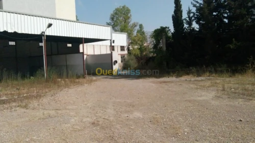 Location Hangar Alger Said hamdine