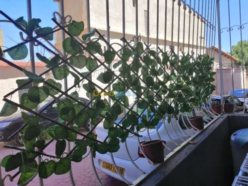 Location Appartement Tipaza Bou ismail