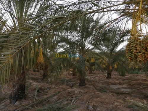 Vente Terrain Agricole Biskra El haouch