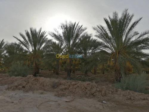 Vente Terrain Agricole Biskra El haouch
