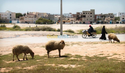 Vente Villa Tunisie