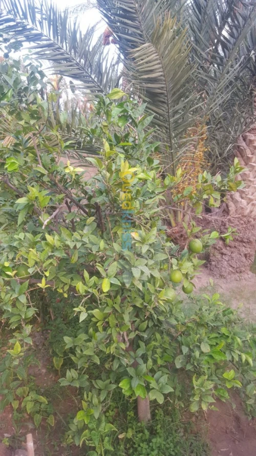 Vente Villa Biskra Bouchagroun