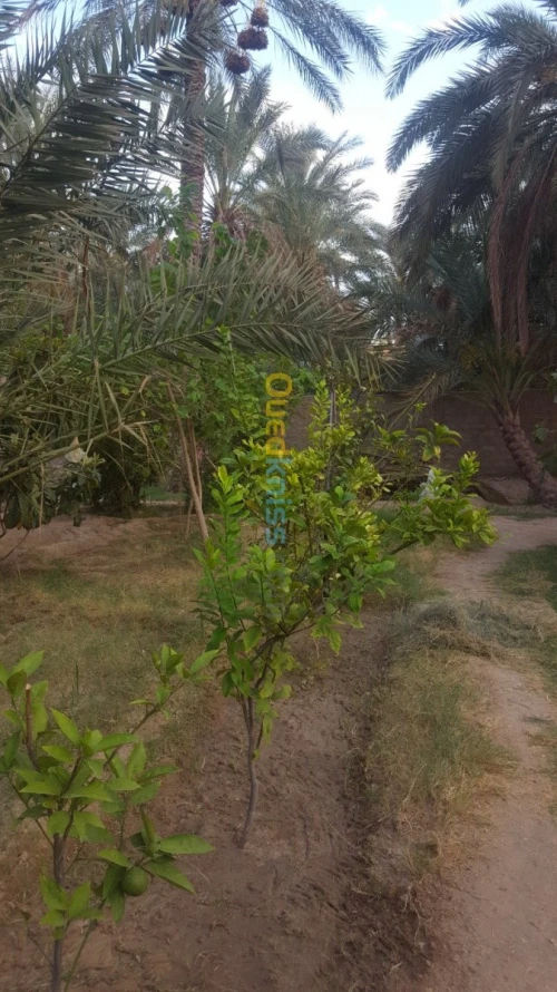 Vente Villa Biskra Bouchagroun