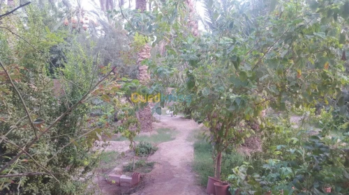 Vente Villa Biskra Bouchagroun