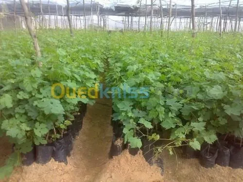 Vente et plantation d arbres