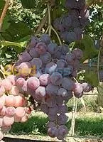 Vente et plantation d arbres