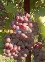Vente et plantation d arbres