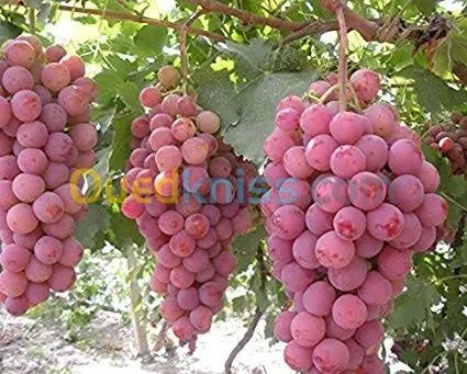 Vente et plantation d arbres