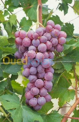 Vente et plantation d arbres