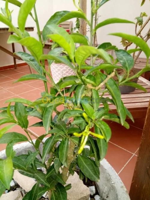 Vente Duplex F5 Tipaza Bou ismail