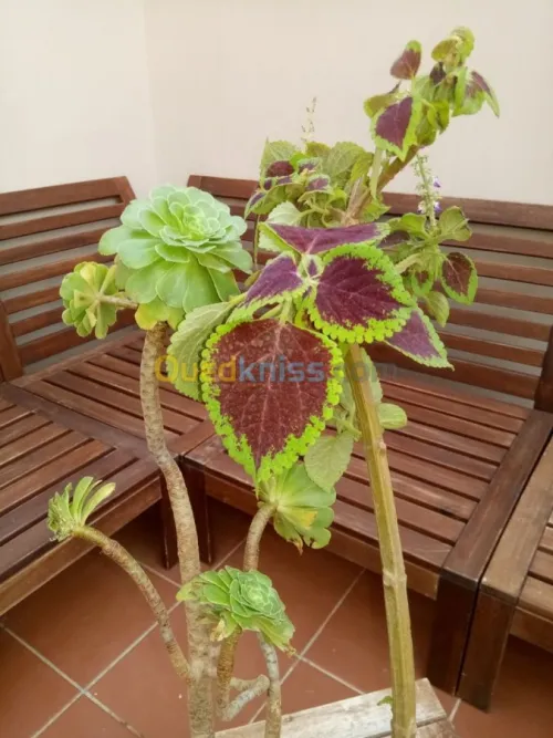 Vente Duplex F5 Tipaza Bou ismail