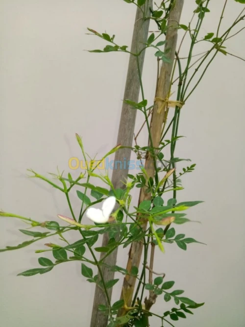 Vente Duplex F5 Tipaza Bou ismail