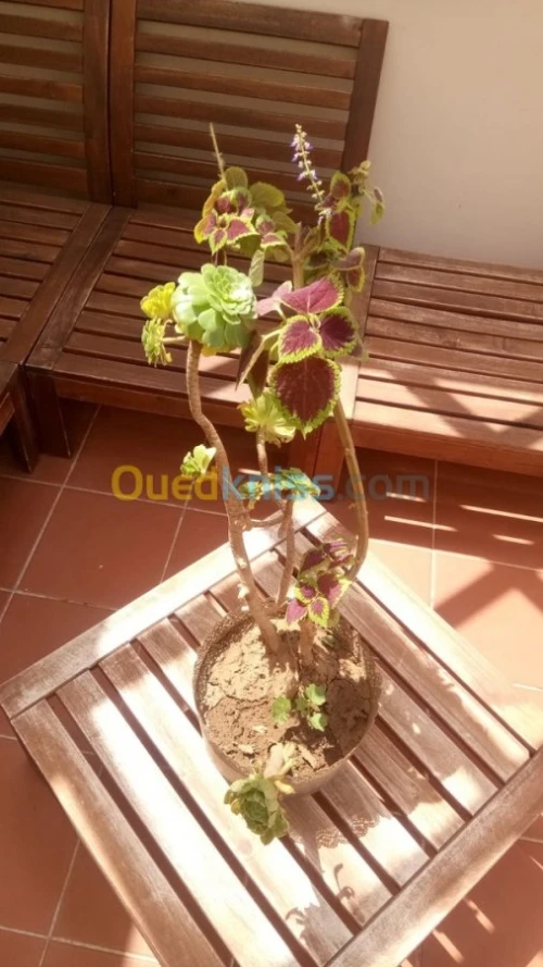Vente Duplex F5 Tipaza Bou ismail