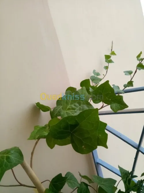 Vente Duplex F5 Tipaza Bou ismail
