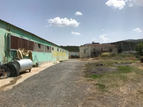 Location Hangar Khenchela Kais