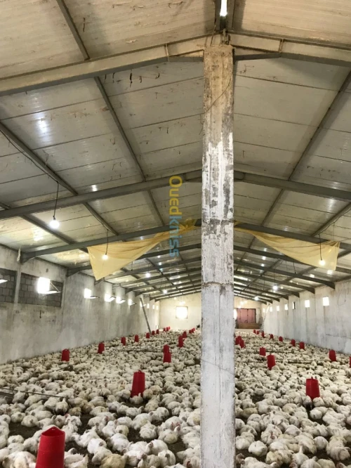 Location Hangar Khenchela Kais