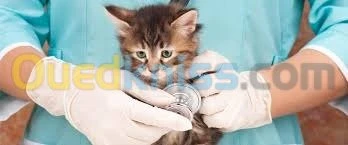 cabinet veterinaire baraka tiaret 