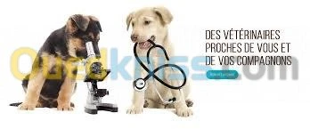 cabinet veterinaire baraka tiaret 
