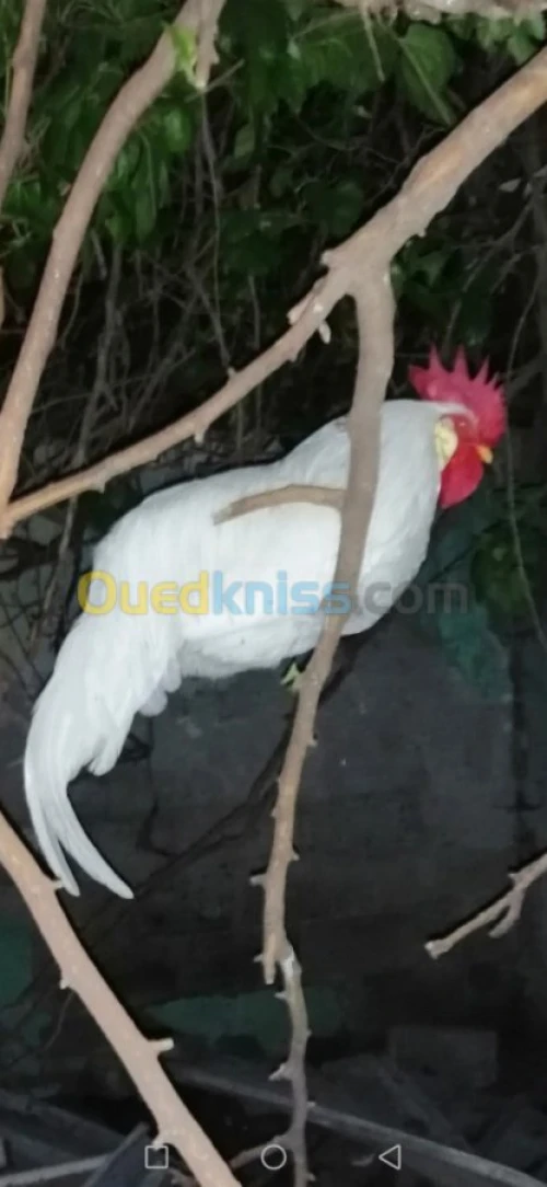 À vendre œufs fécondé poule