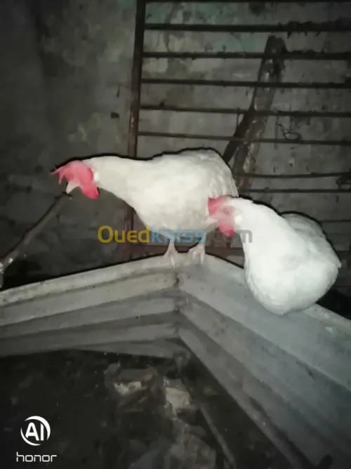 À vendre œufs fécondé poule