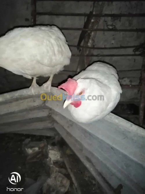 À vendre œufs fécondé poule