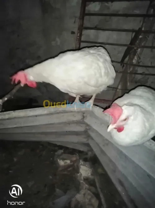 À vendre œufs fécondé poule