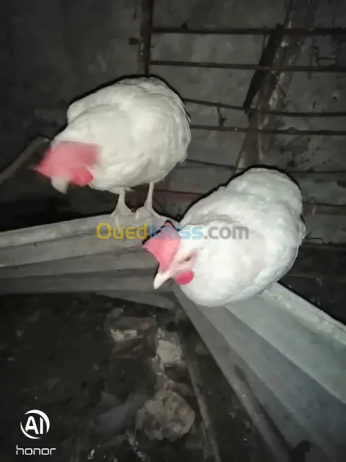 À vendre œufs fécondé poule