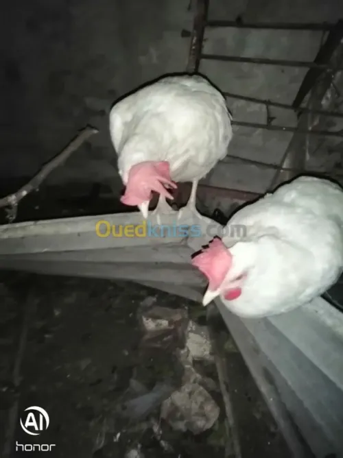 À vendre œufs fécondé poule