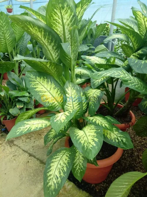 Aménagement espace vert et gazon 