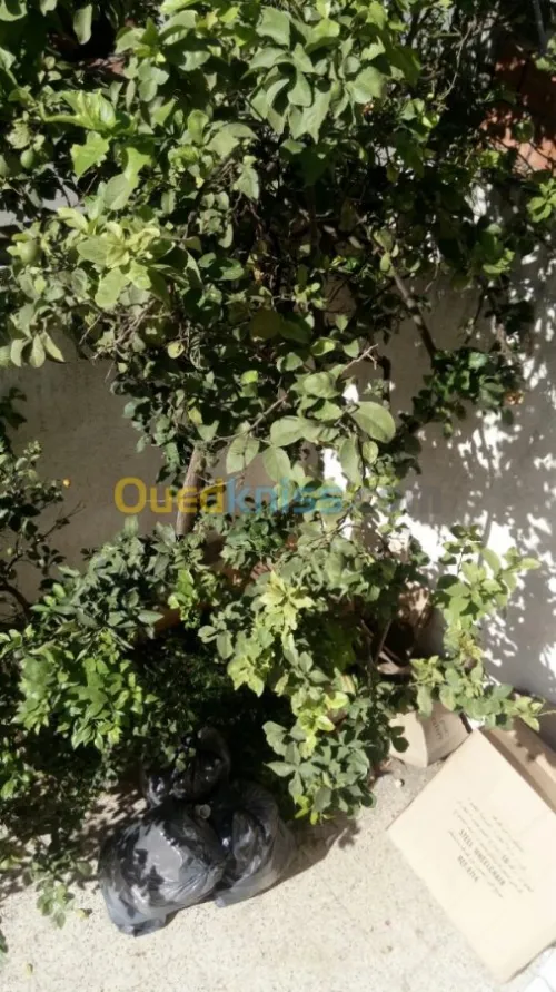 Vente Villa Alger Birkhadem