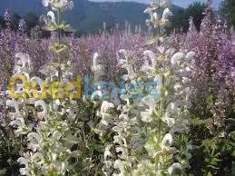 أقوى دورة تطبيقية تدريبية محترفة 