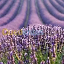 أقوى دورة تطبيقية تدريبية محترفة 