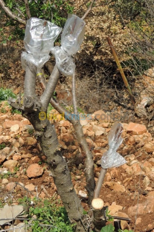 Greffeur pro.  d'Arbre Fruitiers